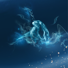collier-patronus-loutre-collier_moyen-7