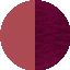 amaryllis_rose_fuchsia_exotique
